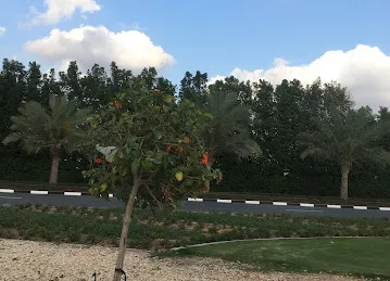 Jumeirah Golf Estates - Dubai