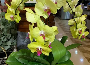 June Flowers LLC - Best Flower Delivery Shop in Dubai
