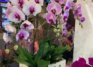 June Flowers LLC - Best Flower Delivery Shop in Dubai