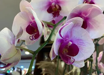 June Flowers LLC - Best Flower Delivery Shop in Dubai