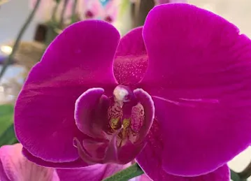 June Flowers LLC - Best Flower Delivery Shop in Dubai
