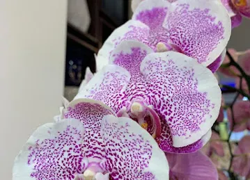 June Flowers LLC - Best Flower Delivery Shop in Dubai