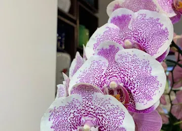June Flowers LLC - Best Flower Delivery Shop in Dubai
