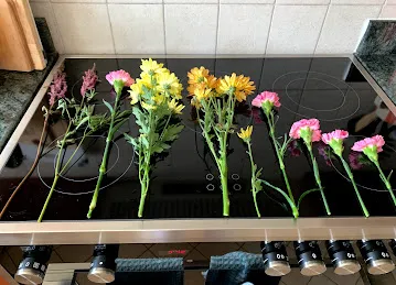 June Flowers LLC - Best Flower Delivery Shop in Dubai