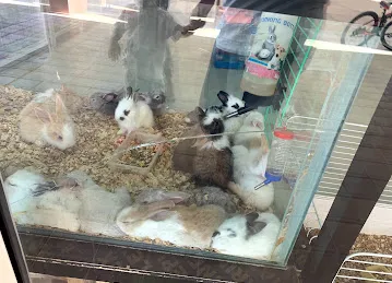 Jungles birds and pets
