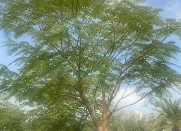 JVC Community Park