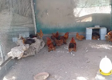 Kalba farm