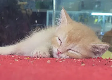 Kangar pet shop