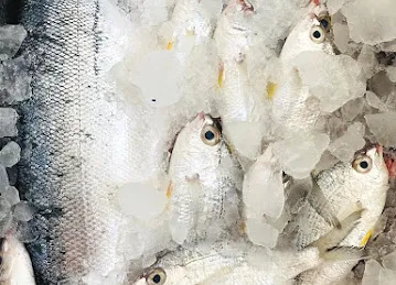 KANZ AL BAHAR FISH TRADING - كنز البحر لتجارة الأسماك الطازجة