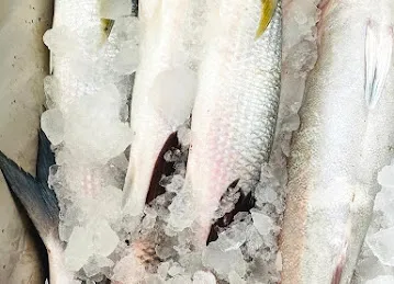 KANZ AL BAHAR FISH TRADING - كنز البحر لتجارة الأسماك الطازجة