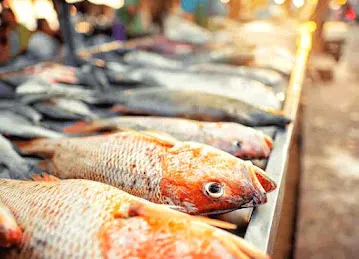 KANZ AL BAHAR FISH TRADING - كنز البحر لتجارة الأسماك الطازجة