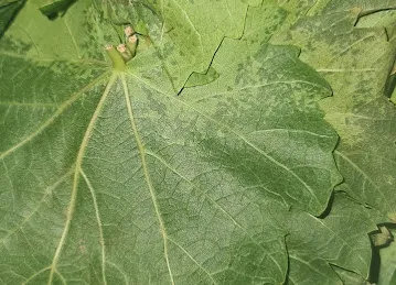 Kinda fruits & vegetables