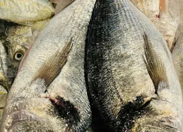 Kingdom sea fish