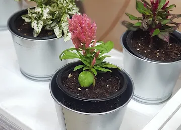 La Vie N Rose for flower لافي ان روز للزهور
