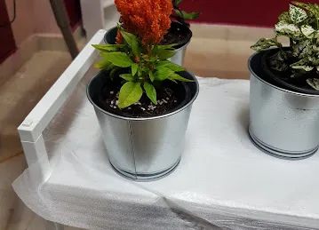 La Vie N Rose for flower لافي ان روز للزهور