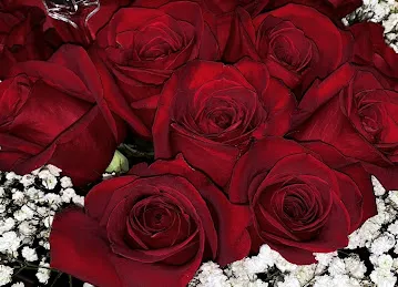 Labelle Chocolates & Flowers - Al Warqa (لابيل للشوكولا والزهور - الورقاء)