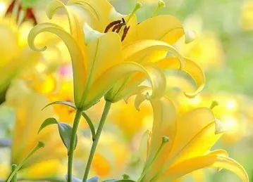 Lakshman Flowers