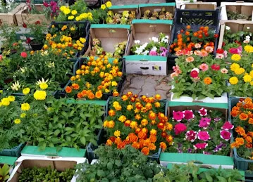 البستان الأخضر للزهور / AL BUSTAN AL AKHDAR FLOWERS