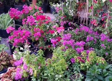 البستان الأخضر للزهور / AL BUSTAN AL AKHDAR FLOWERS