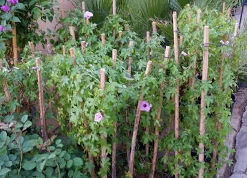 البستان الأخضر للزهور / AL BUSTAN AL AKHDAR FLOWERS