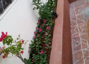 البستان الأخضر للزهور / AL BUSTAN AL AKHDAR FLOWERS