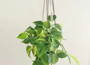 Leaf In Motion