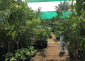 Lemon Tree Nursery