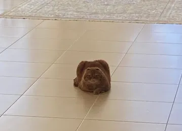 Leo's house
