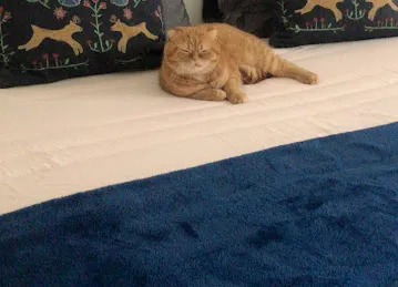 Leo's house