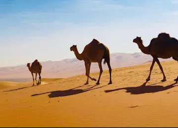 Liwa Adventure Tours & Safari LLC
