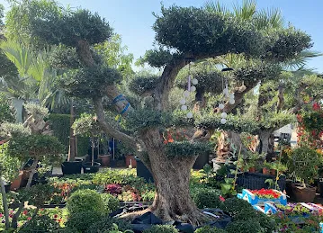 LOVE GARDENS LLC
