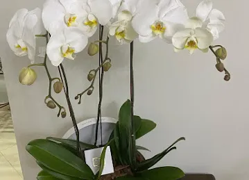 Maison des Fleurs