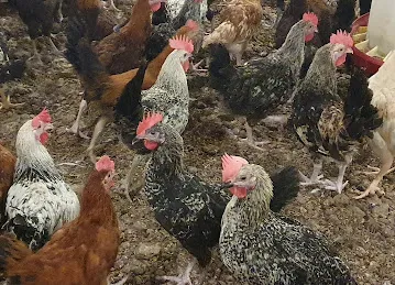 MAK Poultry Farms and Allied Products