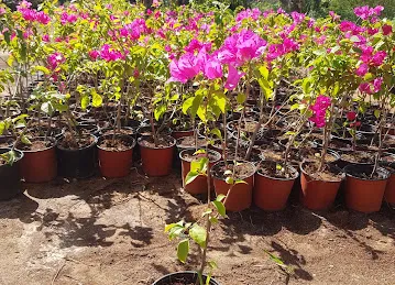 marmara international garden