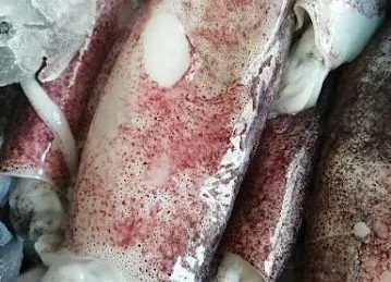 MARSA AL RAYYAN FRASH FISH