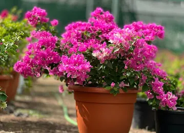 Mashatil Al Ruman Sale Flowers