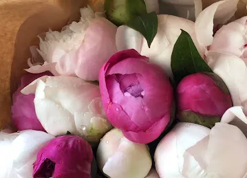 Mayflower Studio & Flower Shop