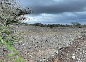 مدينة كلباء منطقة السور الغربية المزارع