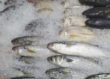 MEENO FISH TRADING