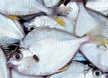 MEENO FISH TRADING