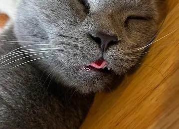Meowtropolis Cat Cafe