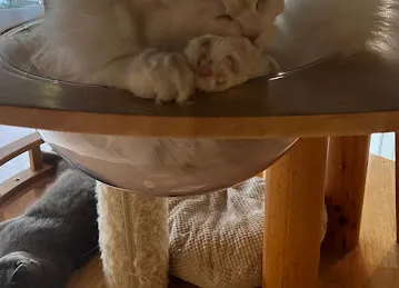 Meowtropolis Cat Cafe