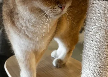 Meowtropolis Cat Cafe