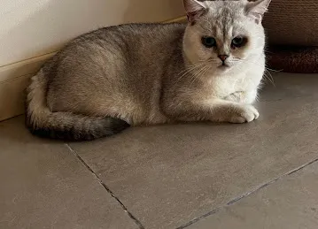 Meowtropolis Cat Cafe