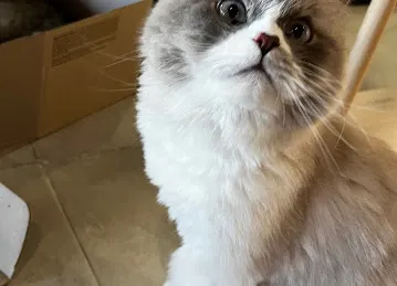 Meowtropolis Cat Cafe