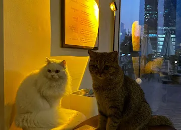 Meowtropolis Cat Cafe