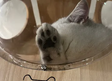 Meowtropolis Cat Cafe