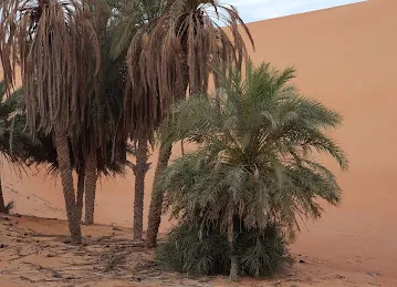 مغايل بن عيه