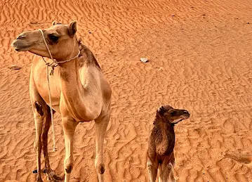 محمية الأنعام