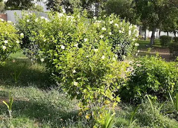 Mini Zoo